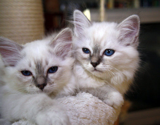 Gattina und Gipsy